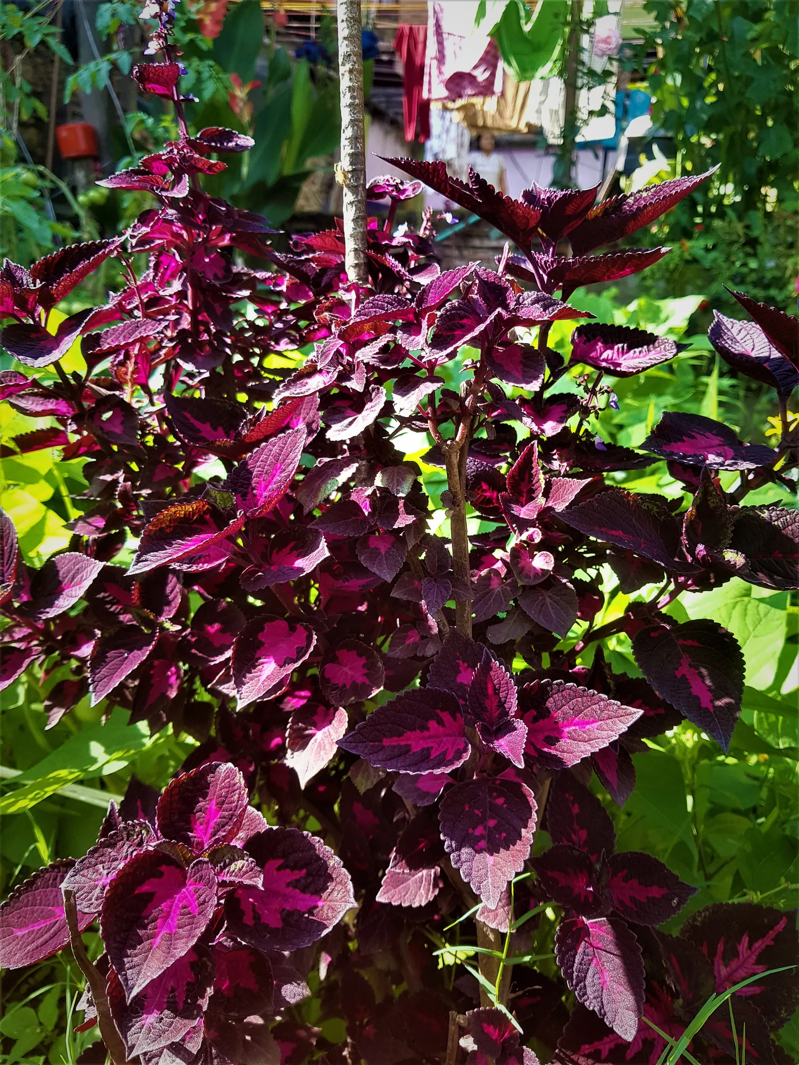 Bloodleaf (Iresine Herbstii) — it flourishes in full sun to partial shade; which may result in a more muted leaf color, image 57