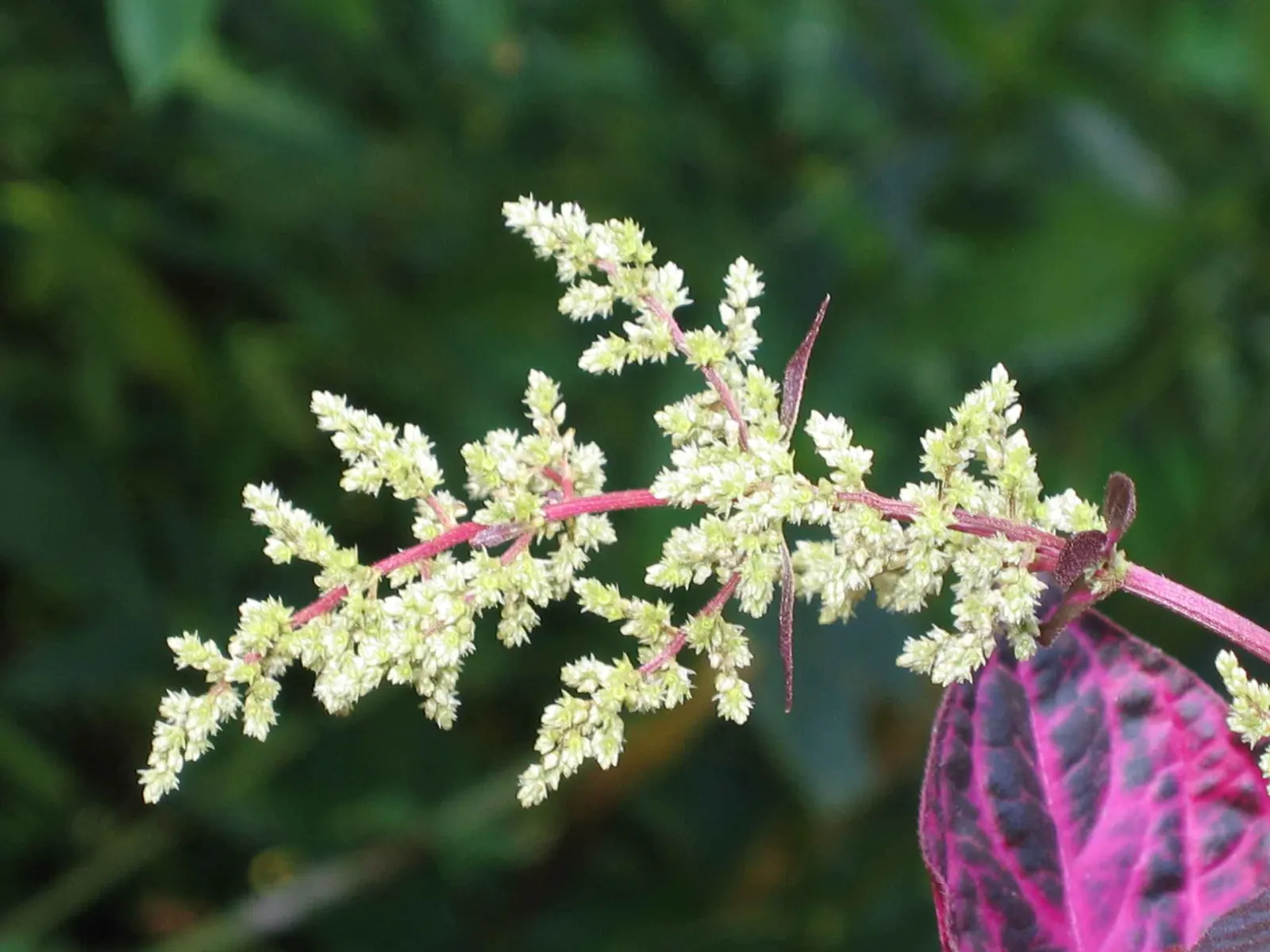 Bloodleaf (Iresine Herbstii) — and partial to full sunlight to maintain the vivid coloration - though it can tolerate moderate shade; introducing, image 71