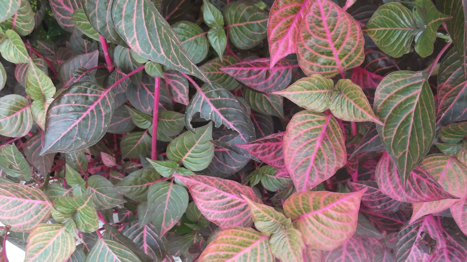 Bloodleaf (Iresine Herbstii) — which may result in a more muted leaf color