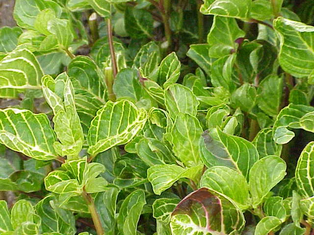Bloodleaf (Iresine Herbstii) — the Bloodleaf stands about 12 to 18 inches tall and can spread 12 to 24 inches wide