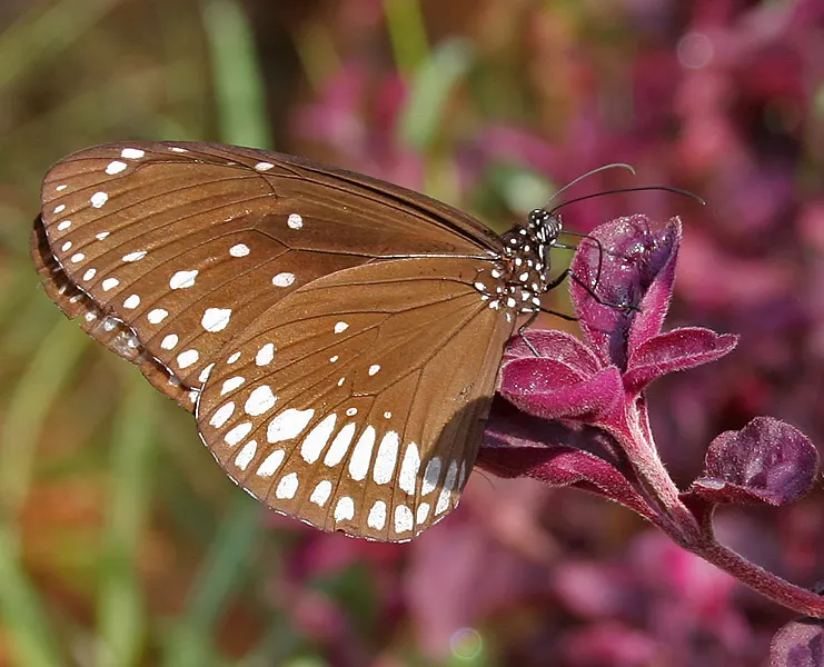 Bloodleaf (Iresine Herbstii) — which showcases an intense palette of deep reds to burgundy; perennial for full or half, image 66