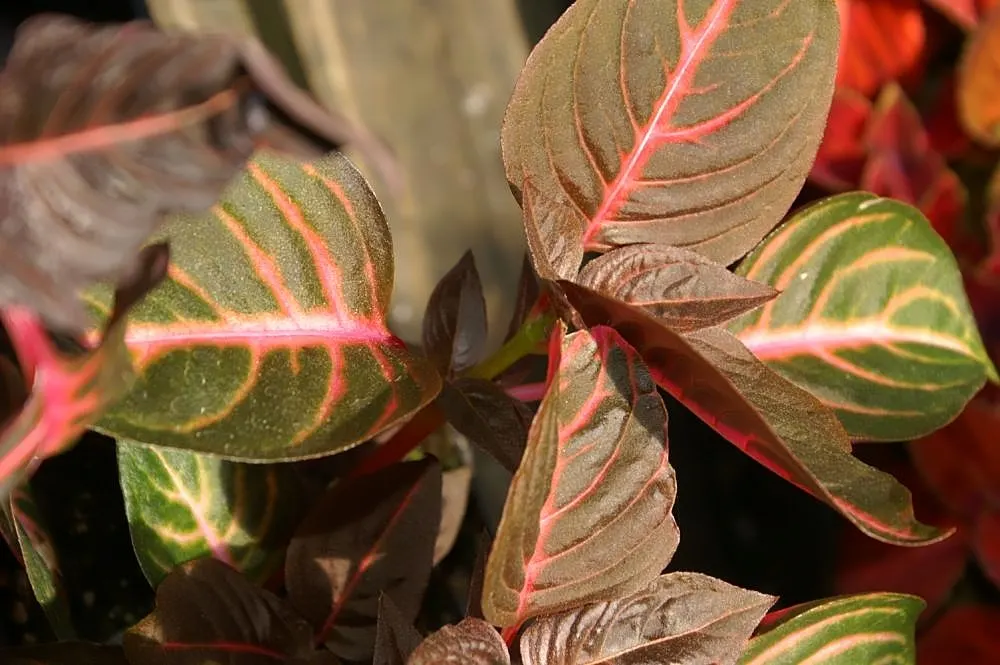 Bloodleaf (Iresine Herbstii) — the Bloodleaf is celebrated for its arresting foliage; making it an ideal selection for mid-ground textural contrast in garden