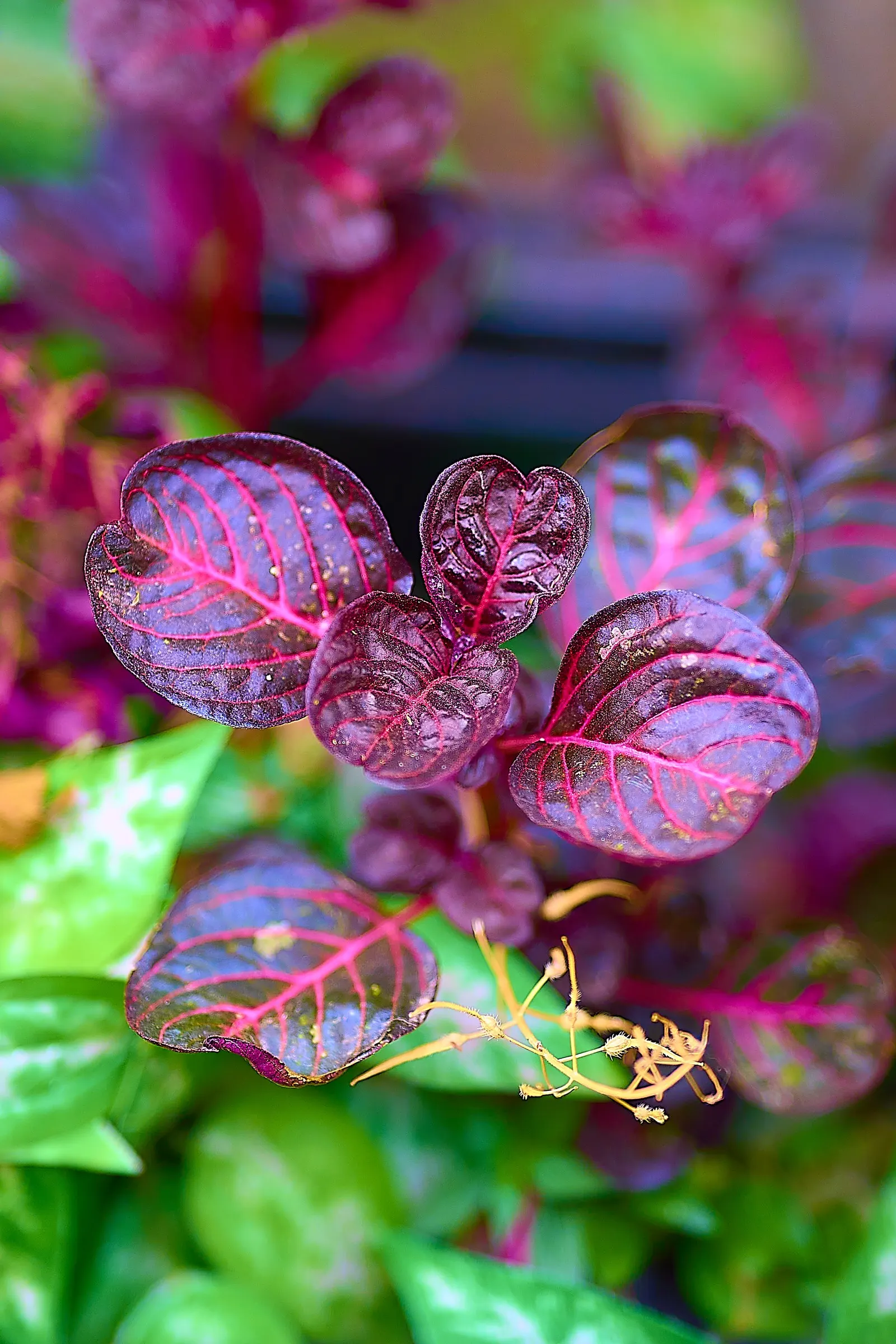 Bloodleaf (Iresine Herbstii) — it requires well-drained soil and regular watering; which showcases an intense palette of deep reds to burgundy