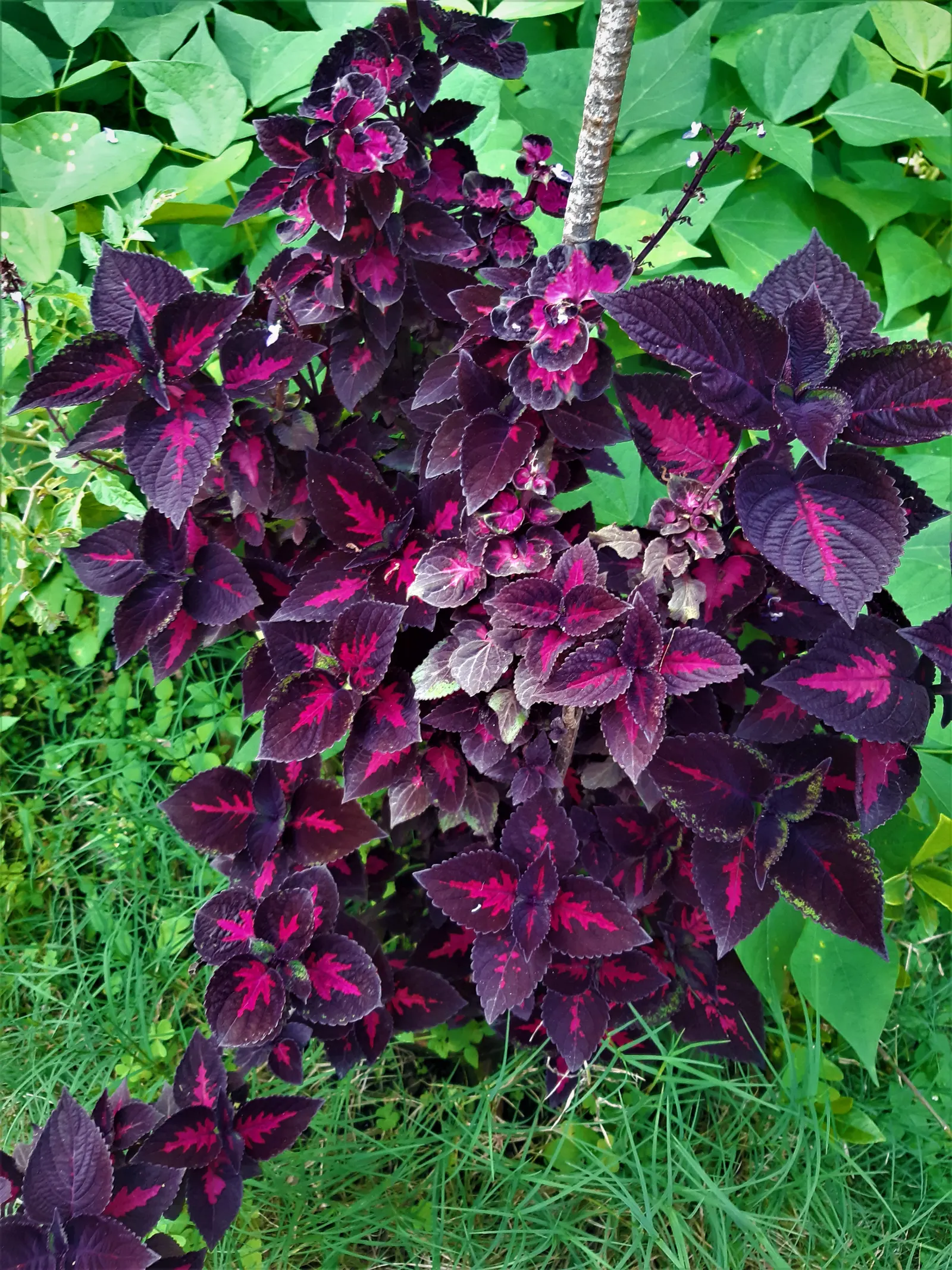 Bloodleaf (Iresine Herbstii) — Introducing the striking Iresine herbstii; drawing eyes with its bold color and luxuriant presence, image 62
