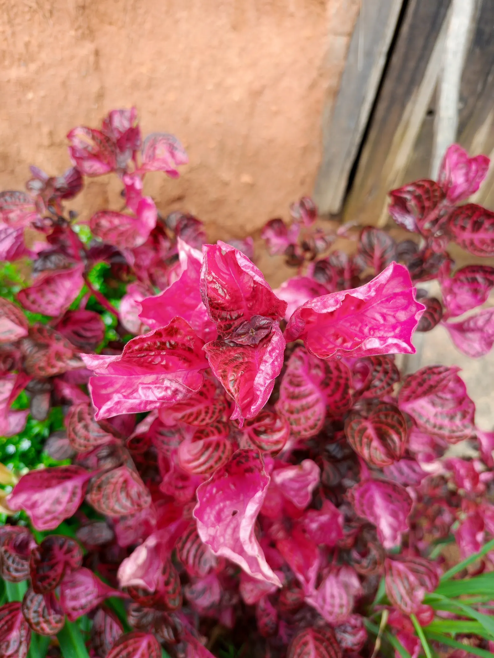 Bloodleaf (Iresine Herbstii) — commonly known as Bloodleaf