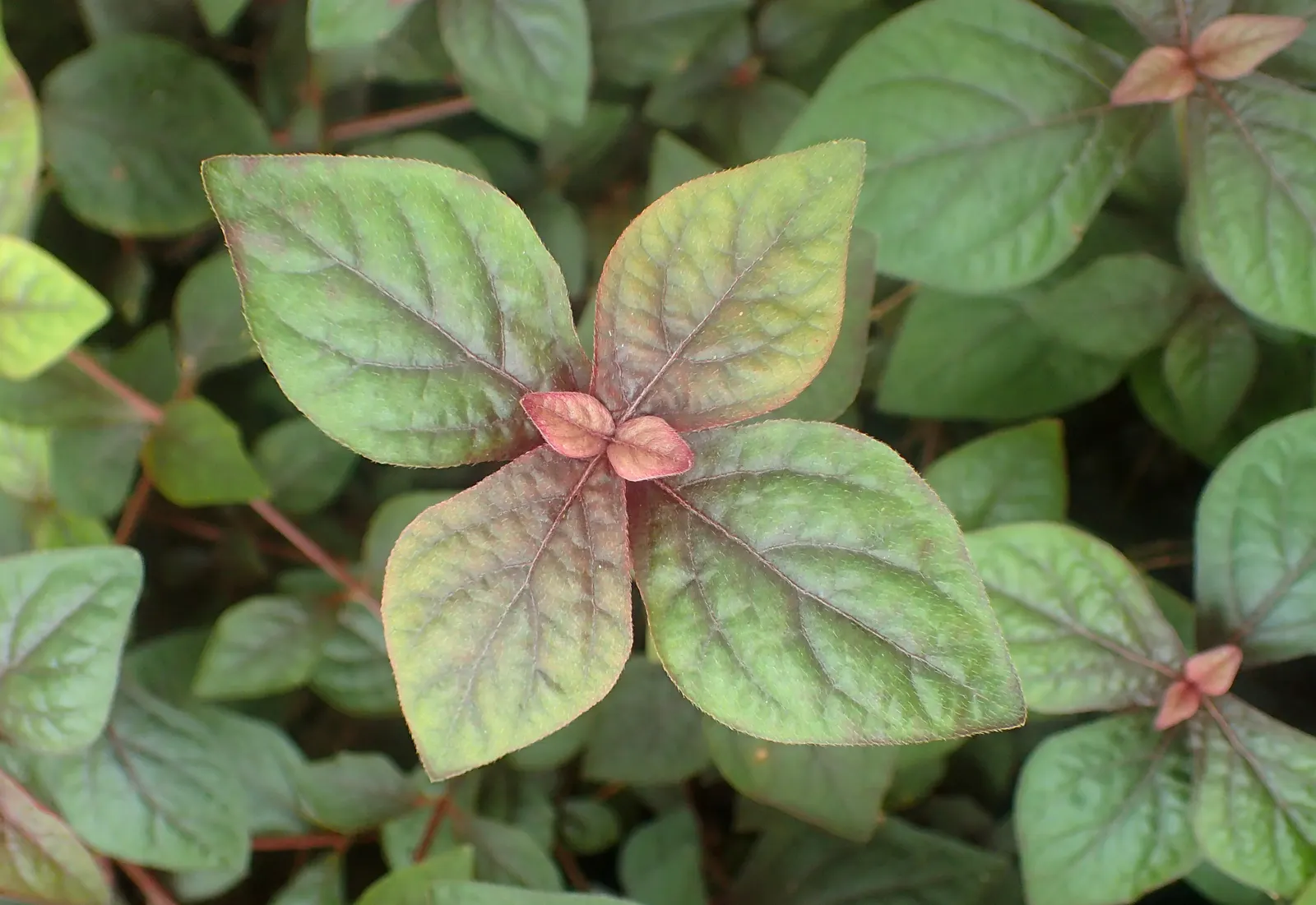 Bloodleaf (Iresine Herbstii) — which showcases an intense palette of deep reds to burgundy; perennial for full or half