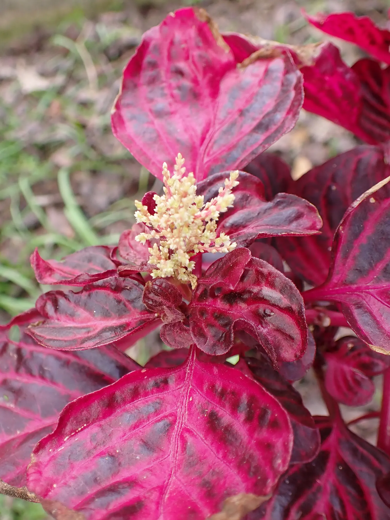 Bloodleaf (Iresine Herbstii) — depending on light exposure; bloodleaf performs best with consistent moisture and can be used as a striking accent, image 67