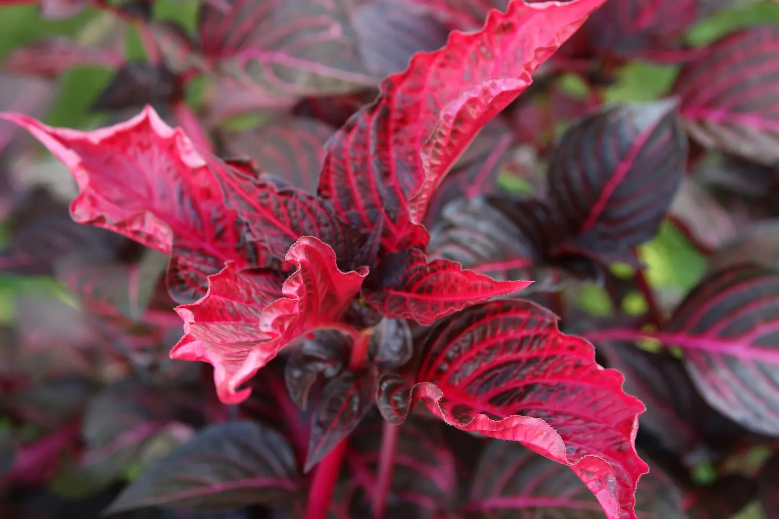 Bloodleaf (Iresine Herbstii) — shrubby form can provide a dramatic display when paired with other ornamentals that offer lighter foliage; the, image 76