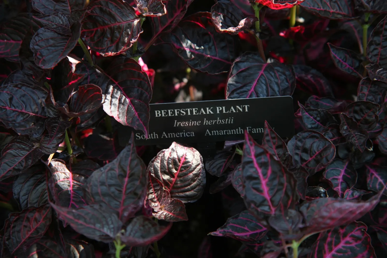 Bloodleaf (Iresine Herbstii) — commonly known as Bloodleaf; it requires well-drained soil and regular watering, image 63