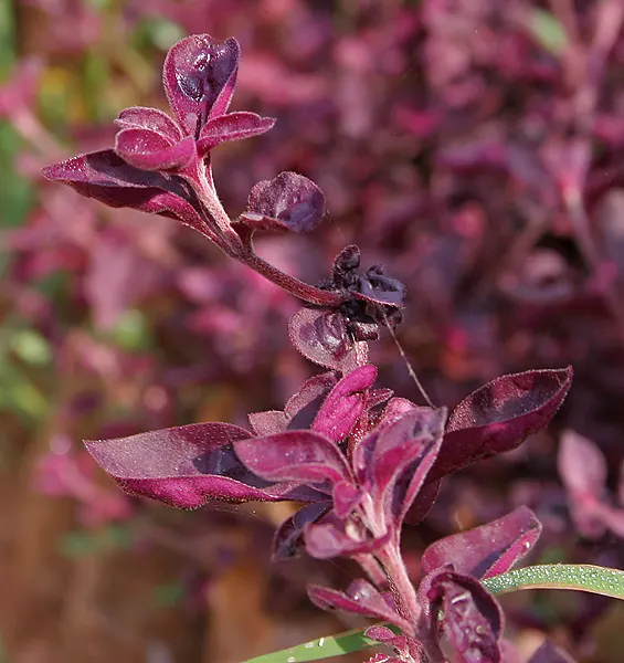 Bloodleaf (Iresine Herbstii) — it requires well-drained soil and regular watering; which showcases an intense palette of deep reds to burgundy, image 60