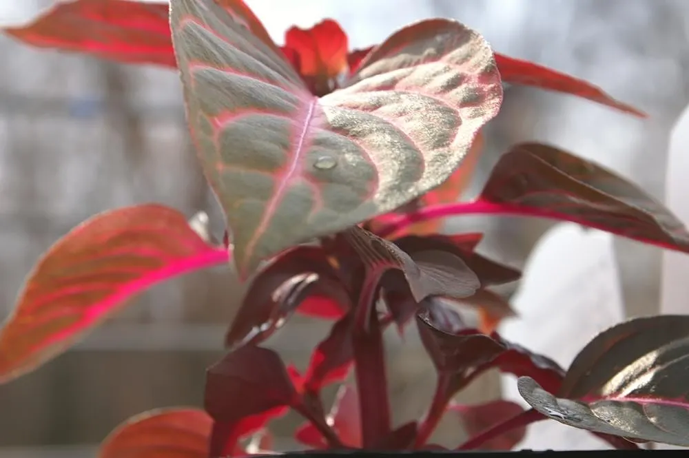 Bloodleaf (Iresine Herbstii) — it flourishes in full sun to partial shade; which may result in a more muted leaf color, image 84