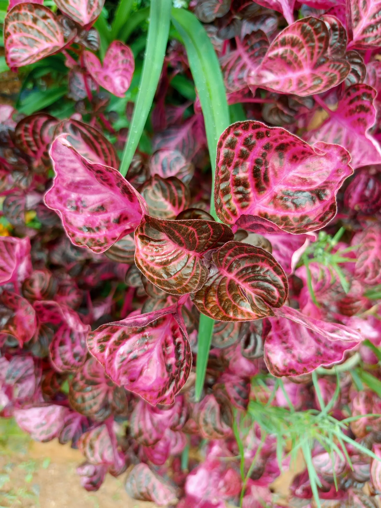 Bloodleaf (Iresine Herbstii) — reaching a compact height of 12-18 inches