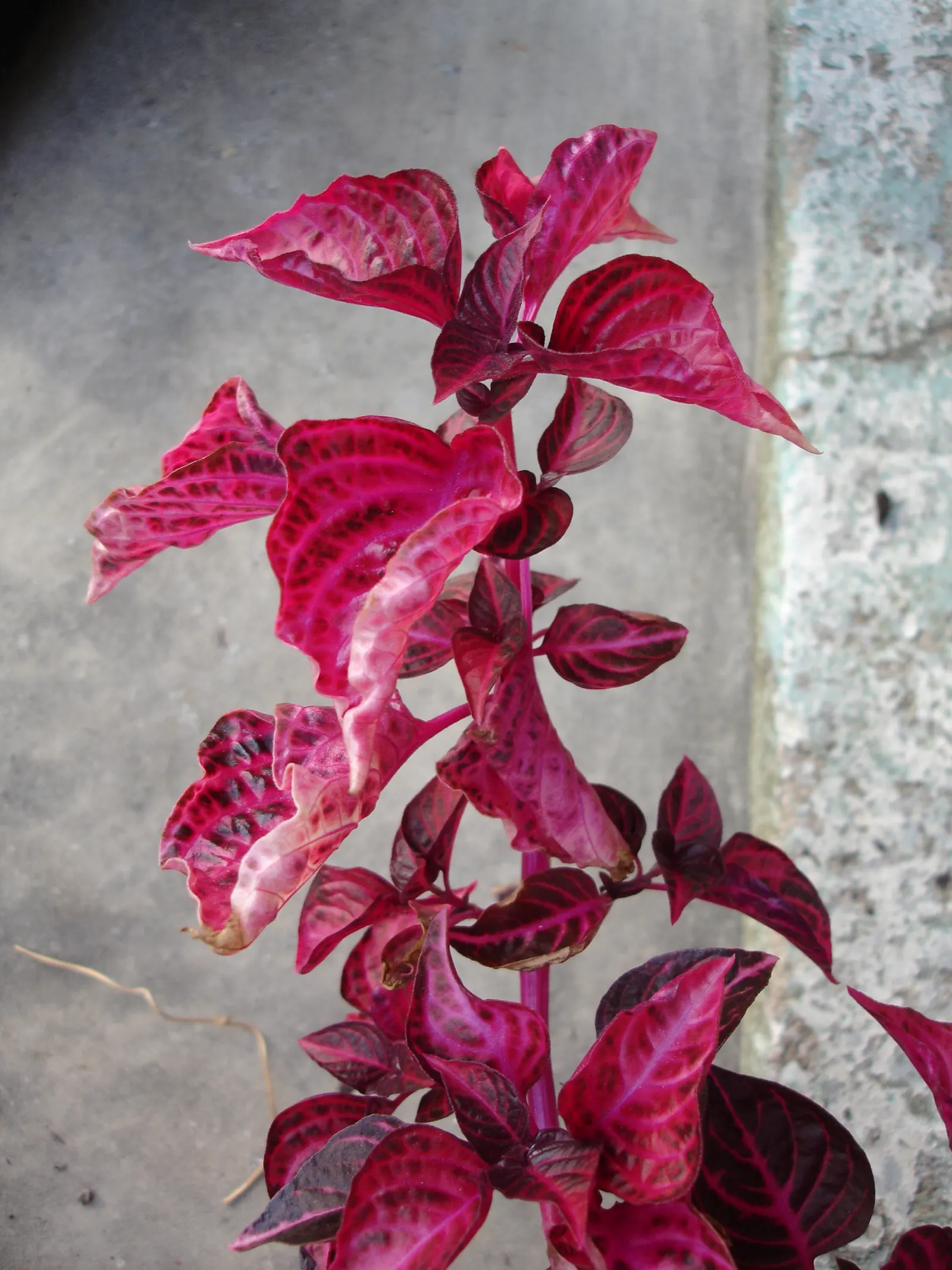 Bloodleaf (Iresine Herbstii) — <br><br>Iresine herbstii thrives in USDA hardiness zones 10-11