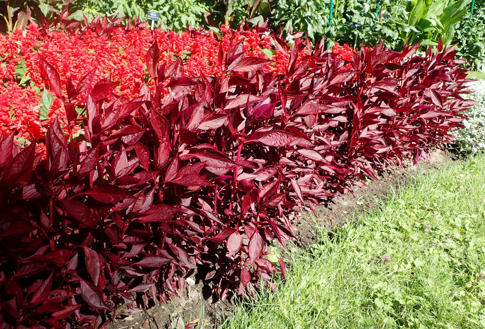 Bloodleaf (Iresine Herbstii) — reaching a compact height of 12-18 inches; feed it every two weeks with a balanced, water-soluble fertilizer during, image 85