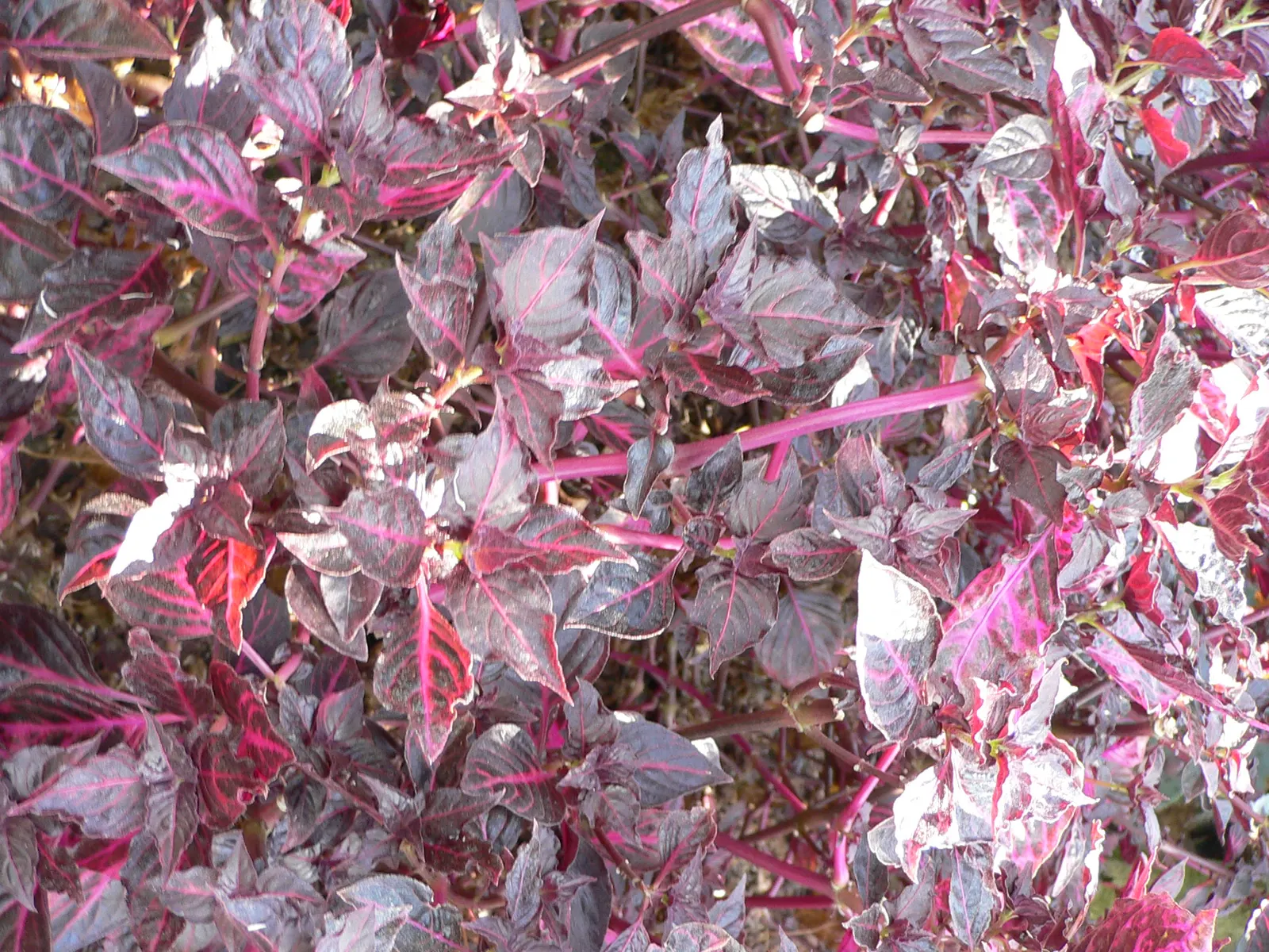 Bloodleaf (Iresine Herbstii) — drawing eyes with its bold color and luxuriant presence; and partial to full sunlight to maintain the vivid coloration - though