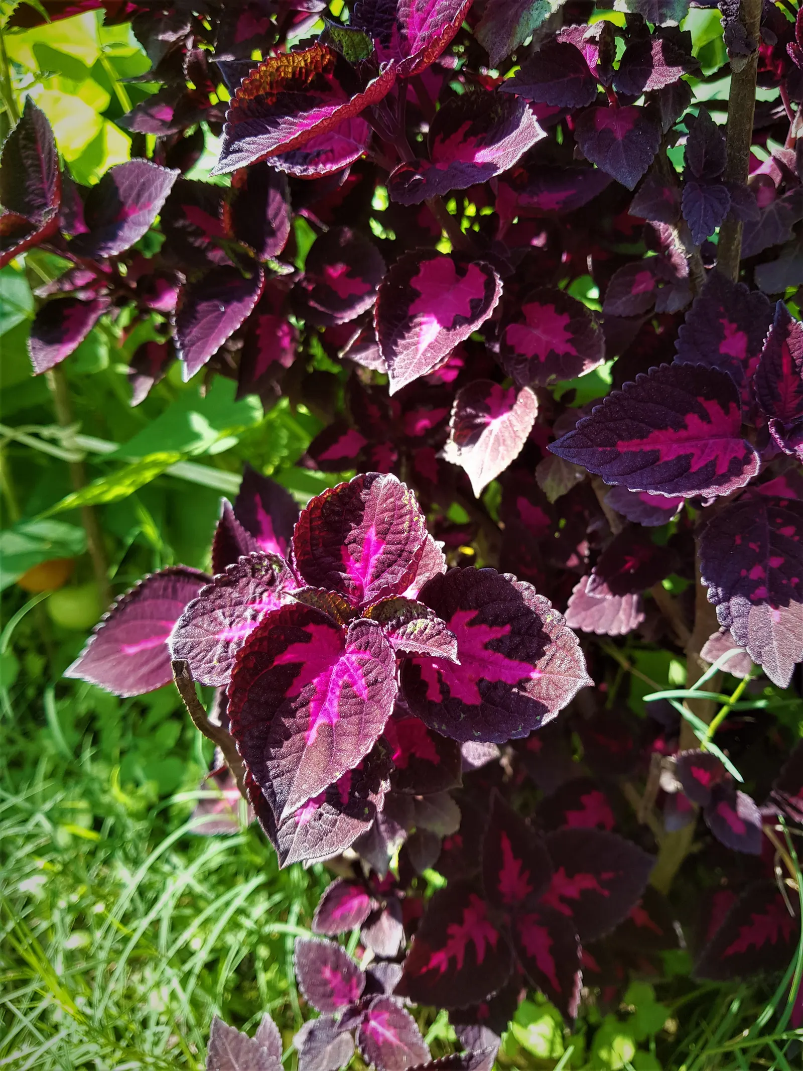 Bloodleaf (Iresine Herbstii) — Bloodleaf performs best with consistent moisture and can be used as a striking accent plant; the Bloodleaf stands about 12 to 18