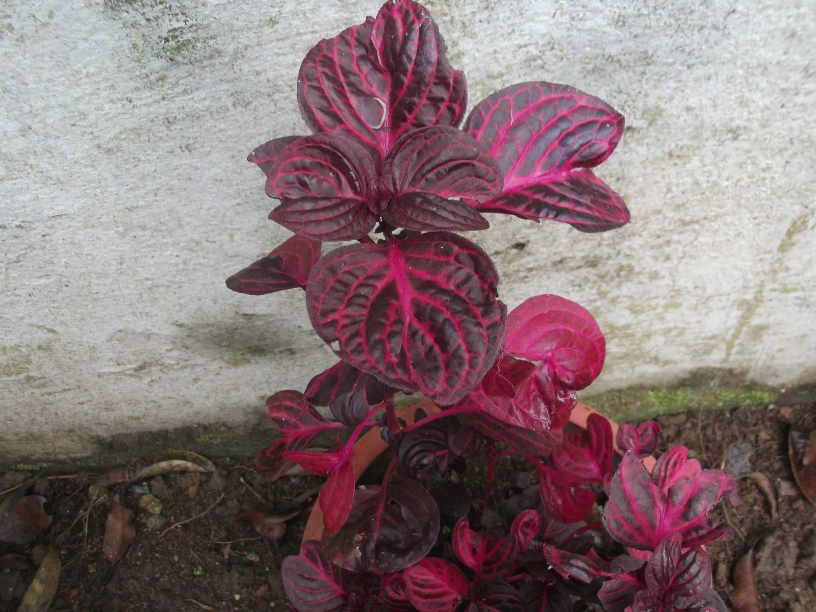 Bloodleaf (Iresine Herbstii) — it flourishes in full sun to partial shade; which may result in a more muted leaf color