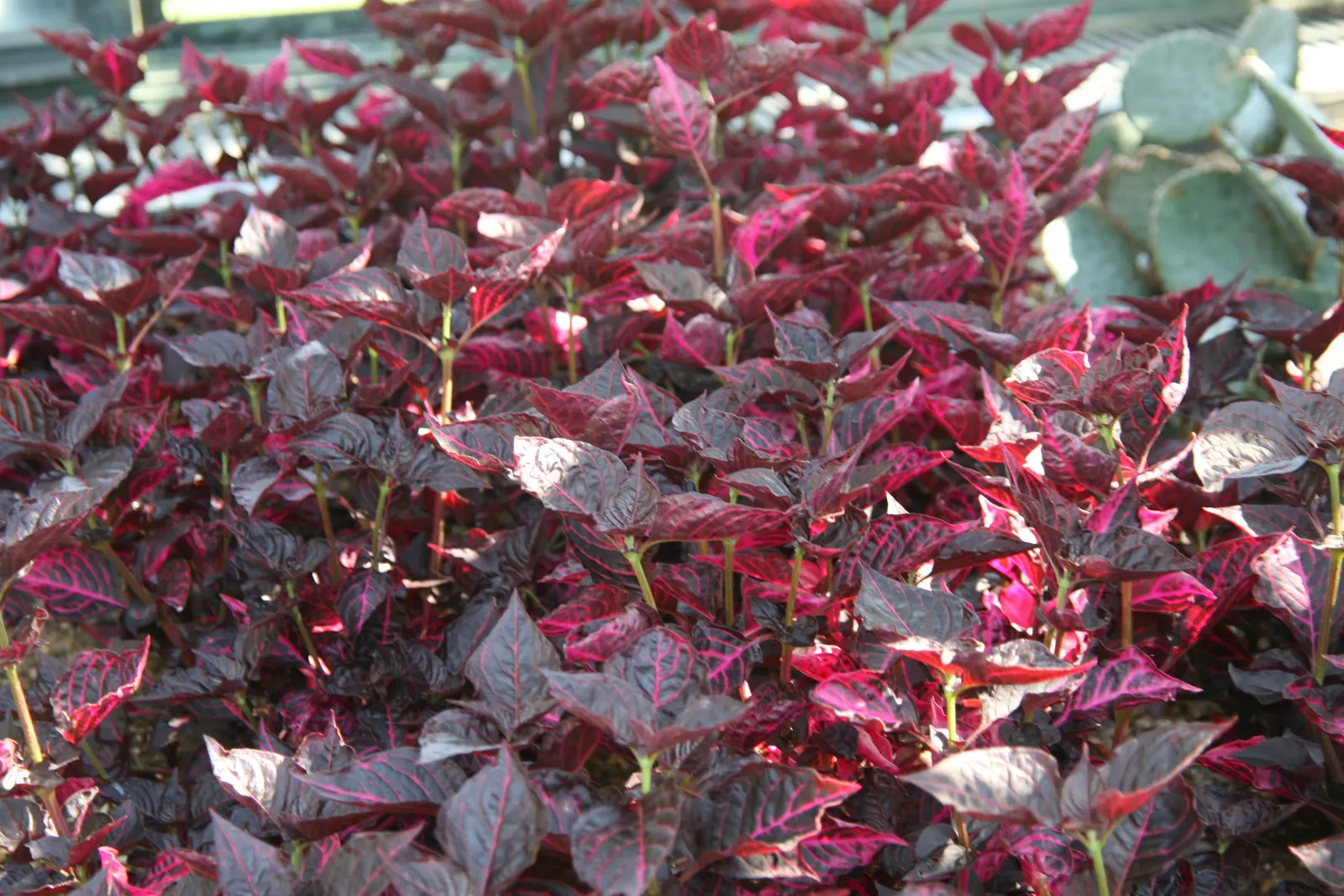 Bloodleaf (Iresine Herbstii) — Introducing the striking Iresine herbstii
