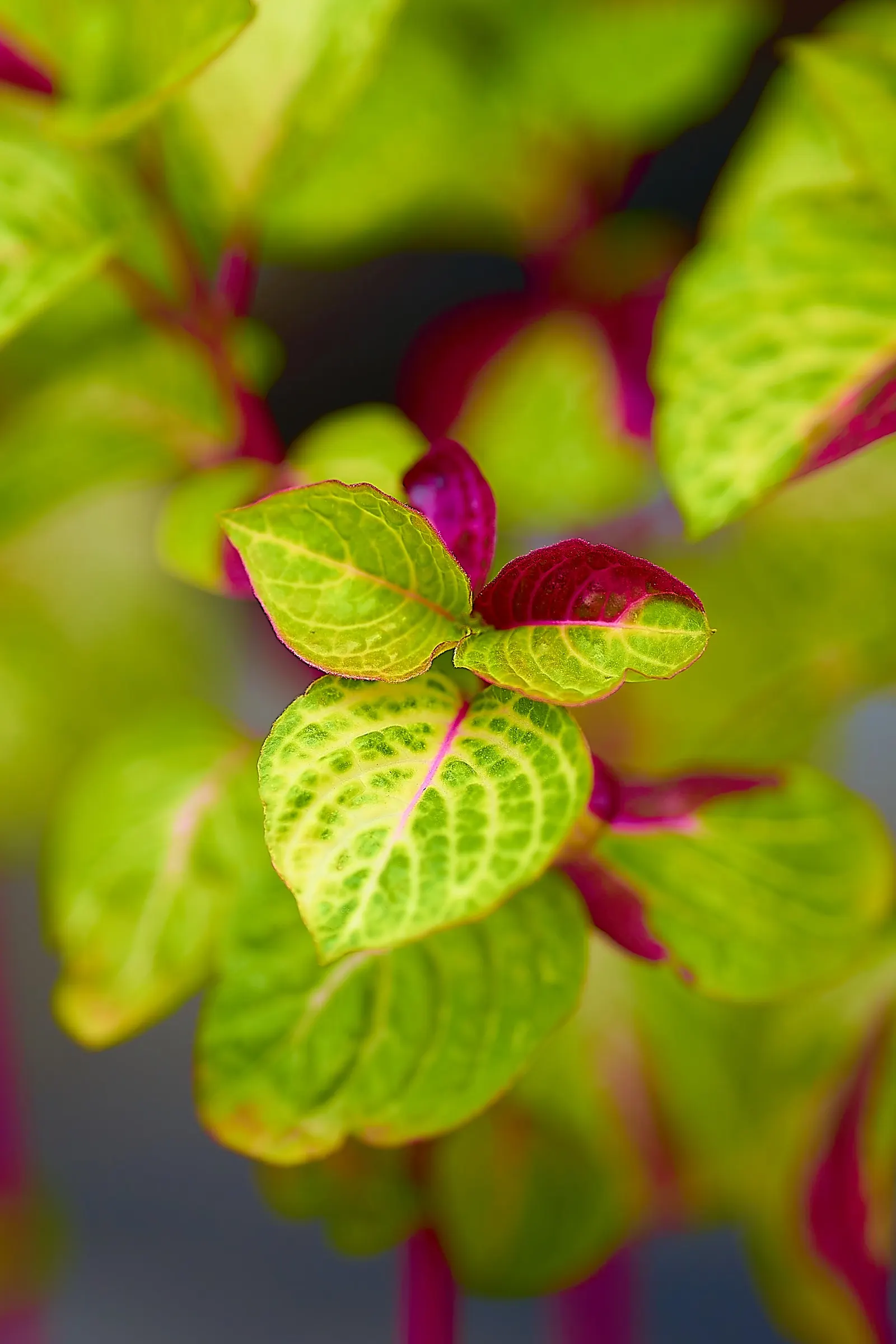 Bloodleaf (Iresine Herbstii) — Given its tropical nature; commonly known as Bloodleaf, image 75