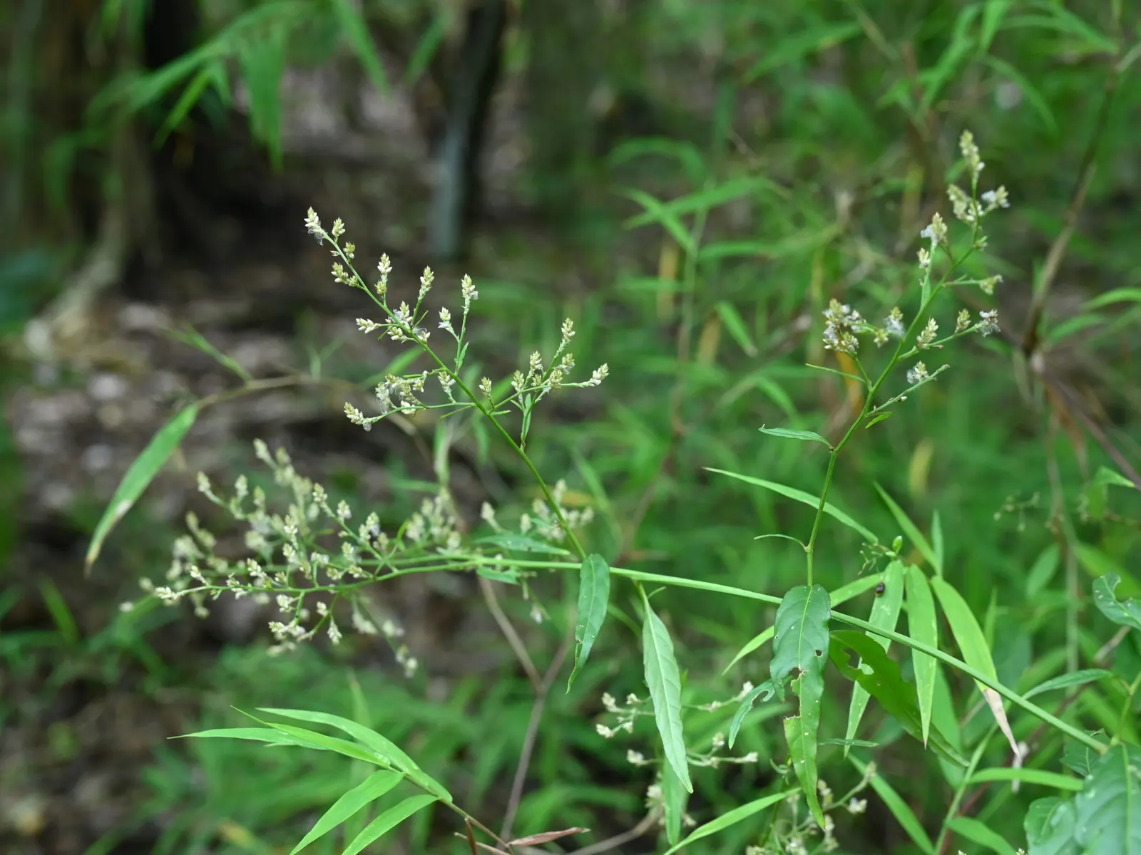 Bloodleaf (Iresine Herbstii) — Thriving in USDA zones 10-11; the Bloodleaf is celebrated for its arresting foliage