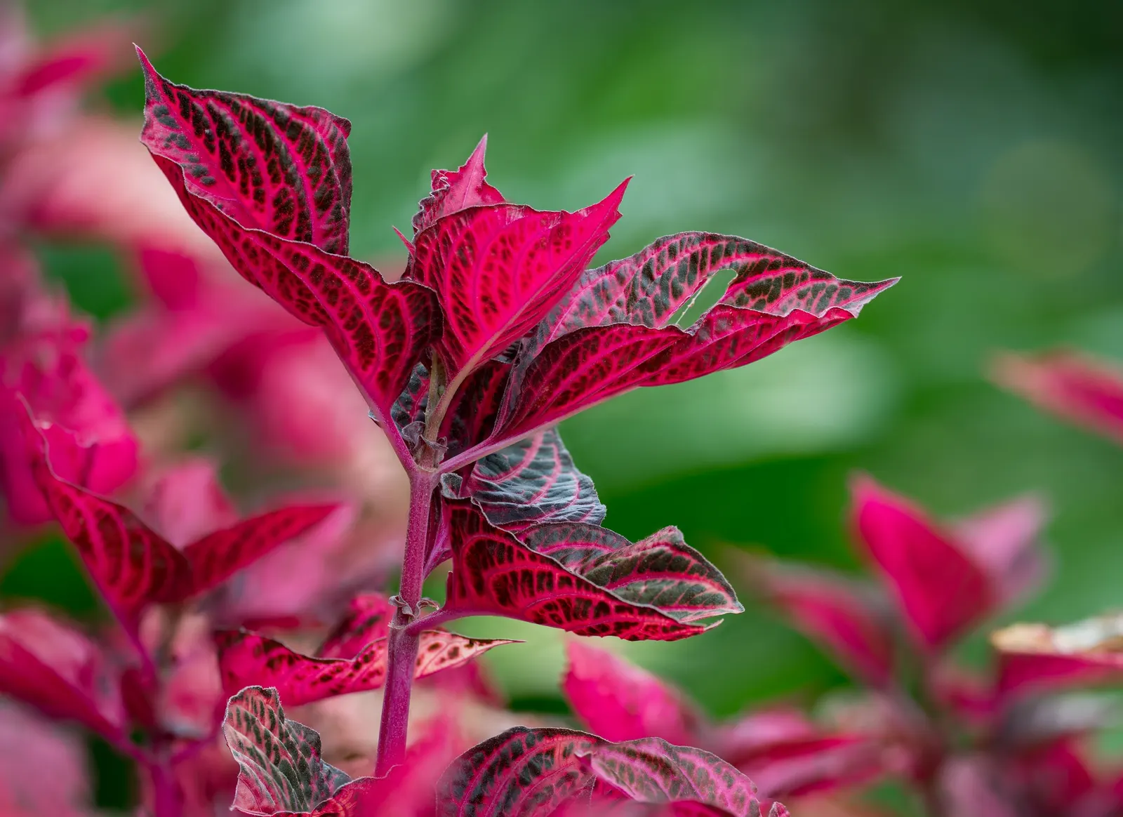 Bloodleaf (Iresine Herbstii) — and partial to full sunlight to maintain the vivid coloration - though it can tolerate moderate shade