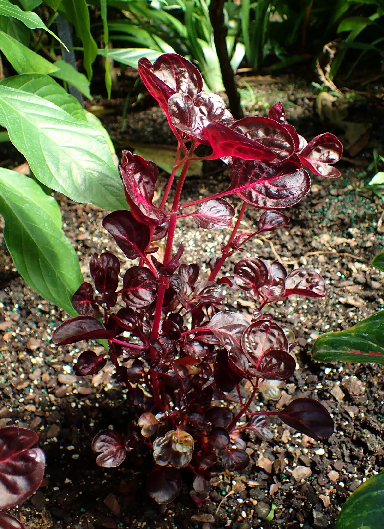 Bloodleaf (Iresine Herbstii) — Thriving in USDA zones 10-11