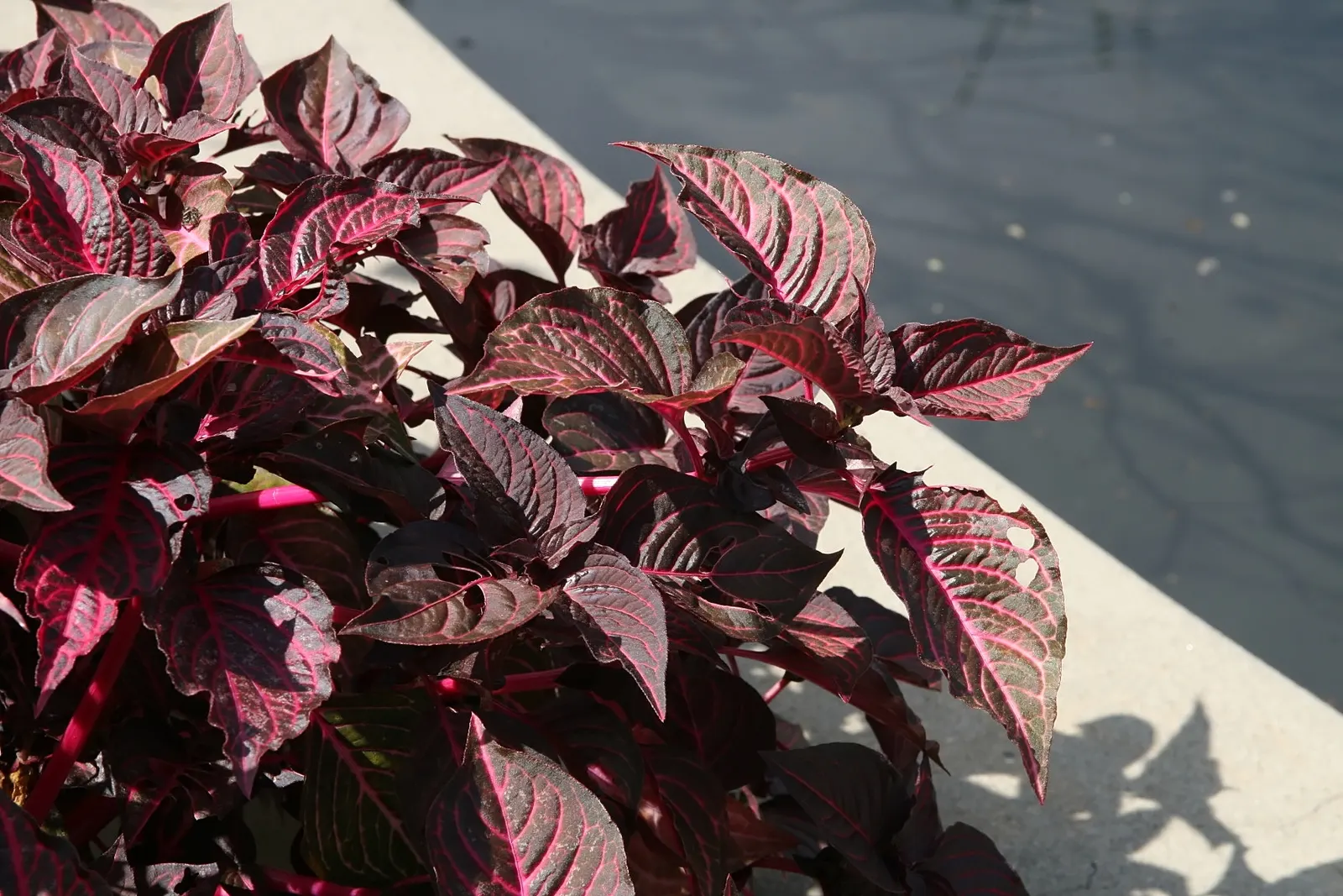 Bloodleaf (Iresine Herbstii) — Perfect for adding a splash of color to borders or containers