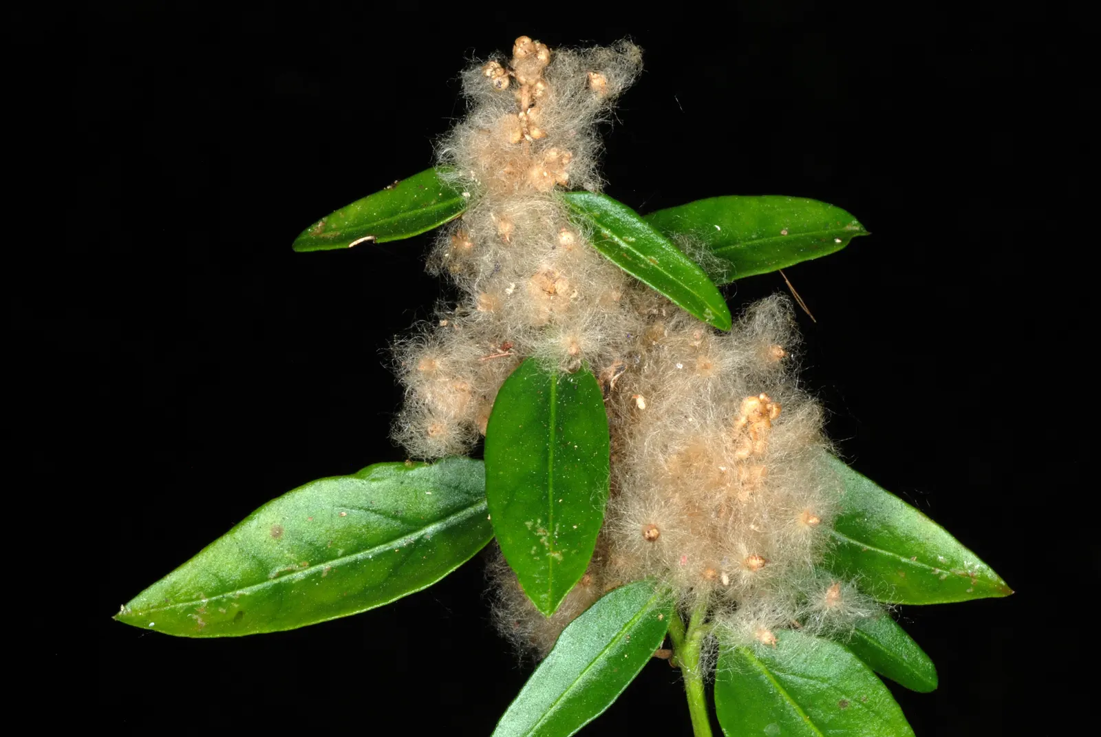 Bloodleaf (Iresine Herbstii) — The optimal growing conditions encompass consistently moist