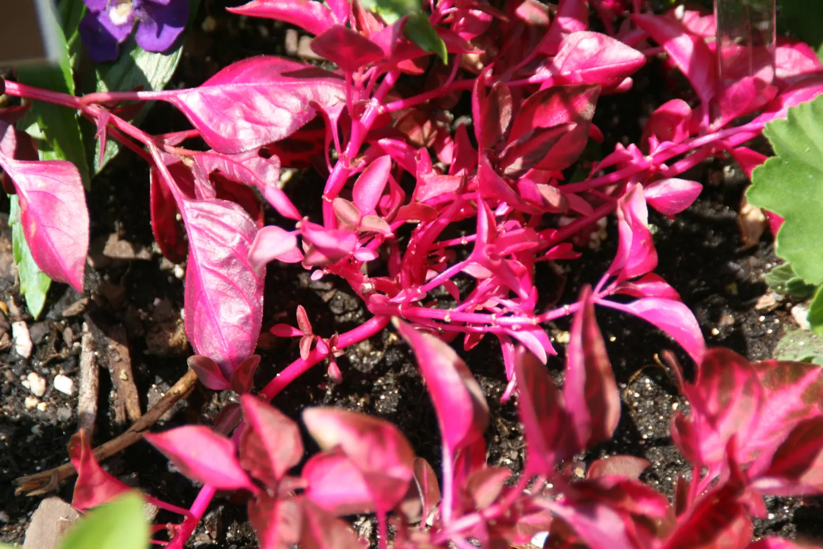 Bloodleaf (Iresine Herbstii) — perennial for full or half; regular watering to keep the soil evenly moist - without being waterlogged - is crucial, image 81