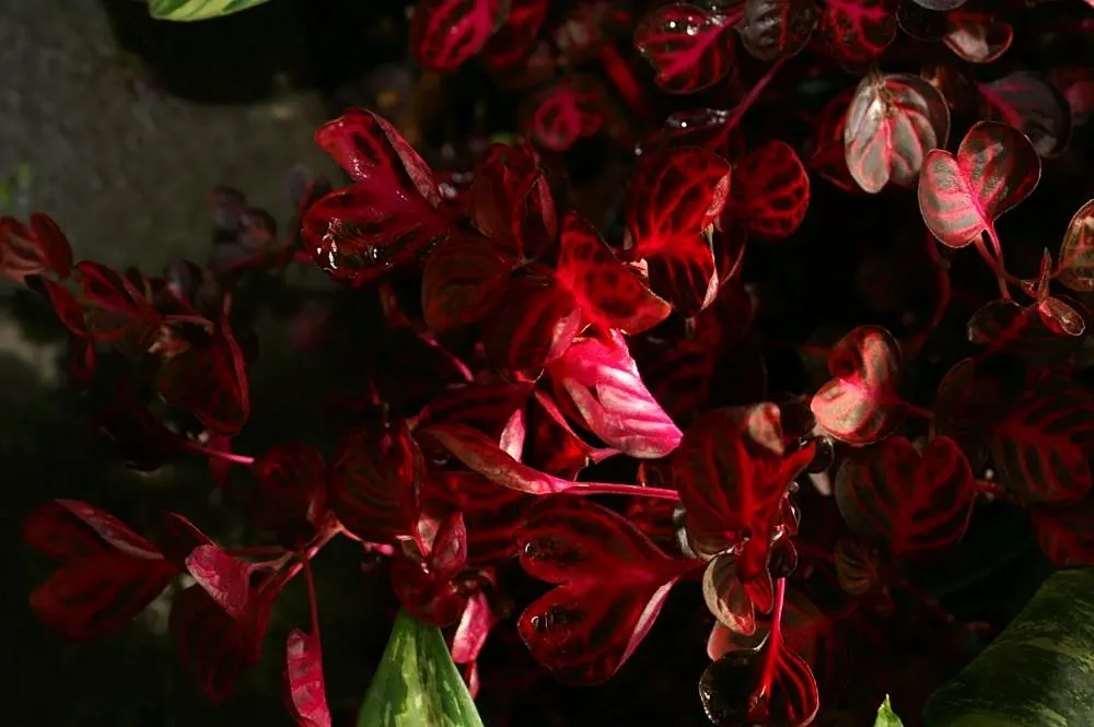 Bloodleaf (Iresine Herbstii) — the Bloodleaf stands about 12 to 18 inches tall and can spread 12 to 24 inches wide; shrubby form can provide a, image 73