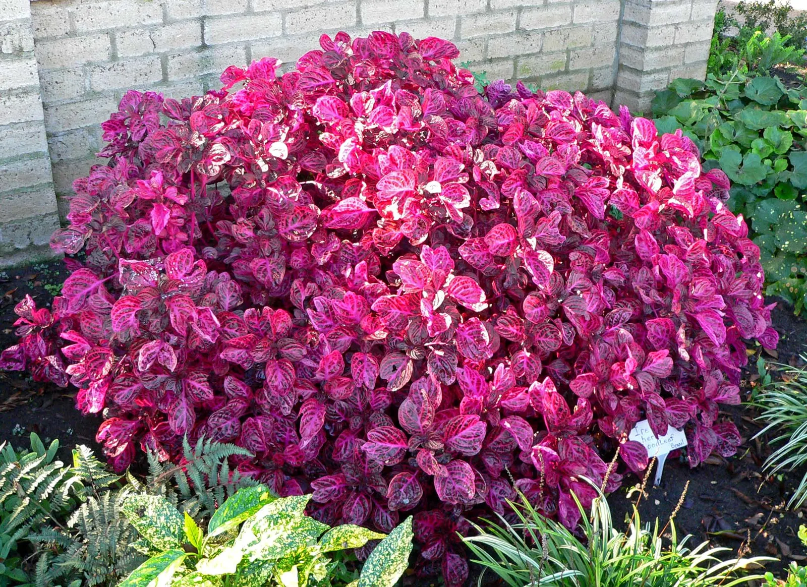 Bloodleaf (Iresine Herbstii) — and partial to full sunlight to maintain the vivid coloration - though it can tolerate moderate shade; introducing the striking