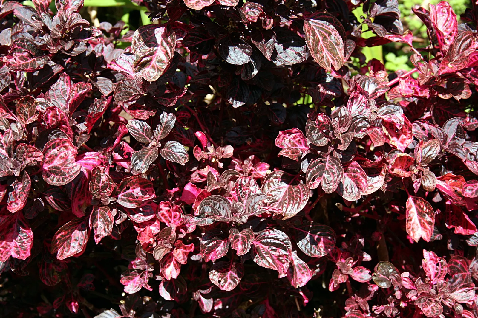 Bloodleaf (Iresine Herbstii) — or it may be cultivated as an annual in cooler regions; given its tropical nature