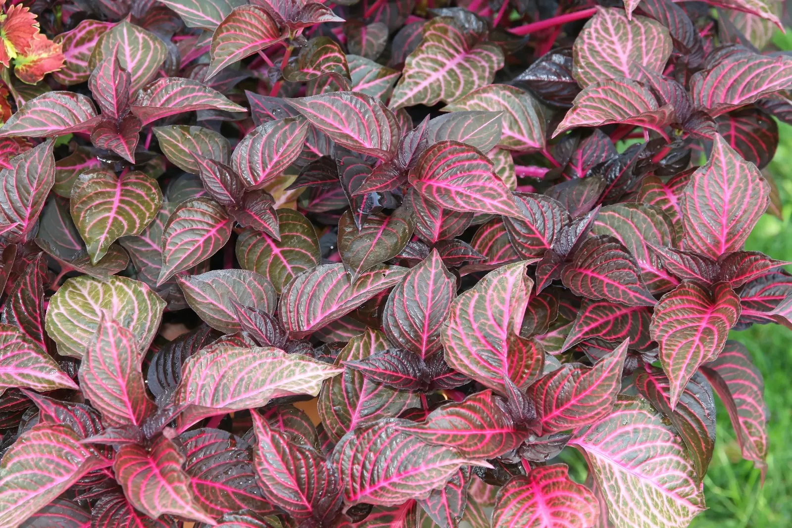 Bloodleaf (Iresine Herbstii) — Perfect for adding a splash of color to borders or containers, image 32