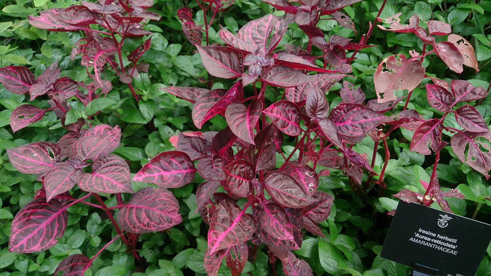 Bloodleaf (Iresine Herbstii) — regular watering to keep the soil evenly moist - without being waterlogged - is crucial