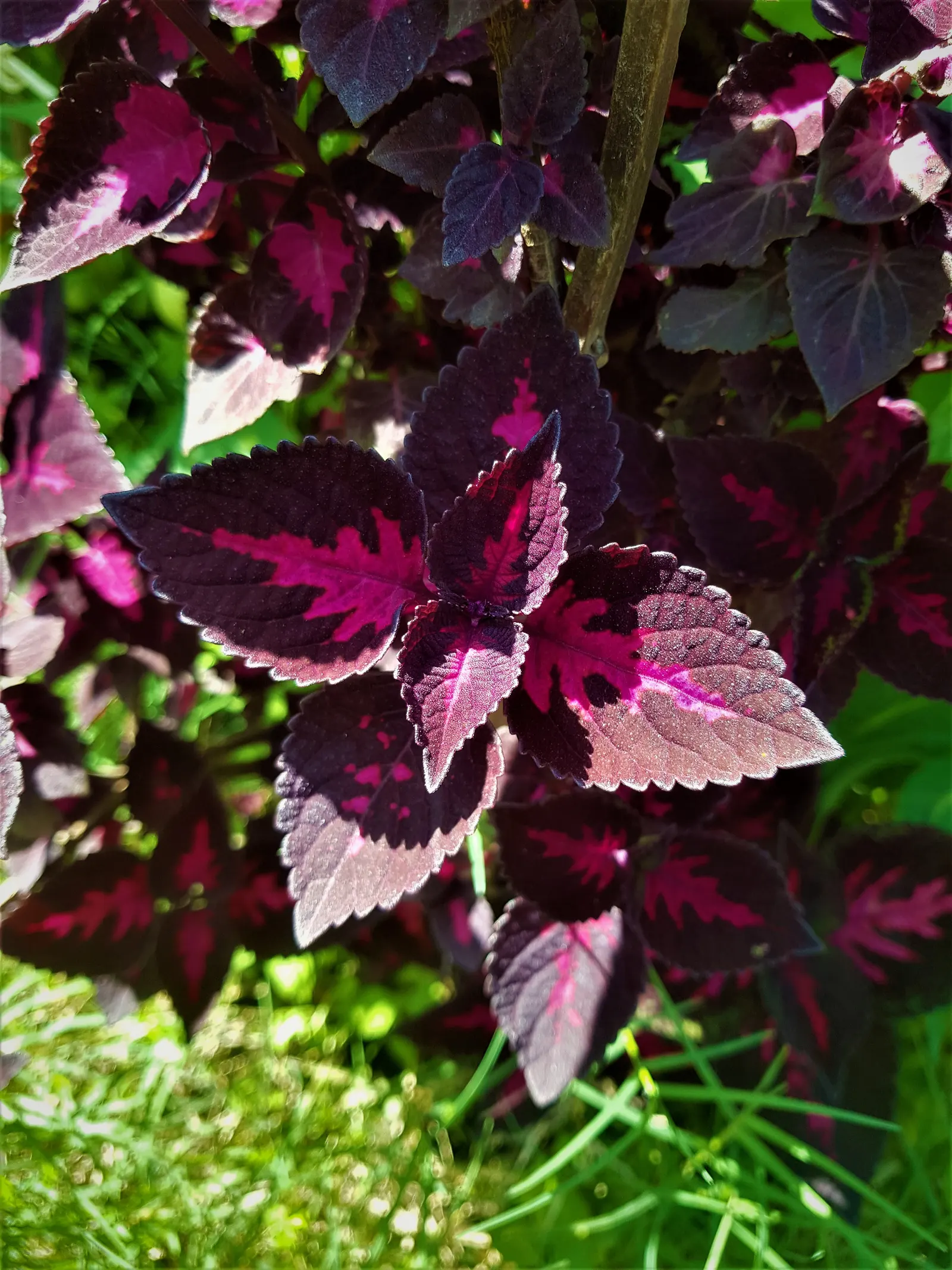Bloodleaf (Iresine Herbstii) — which may result in a more muted leaf color; or it may be cultivated as an annual in cooler regions