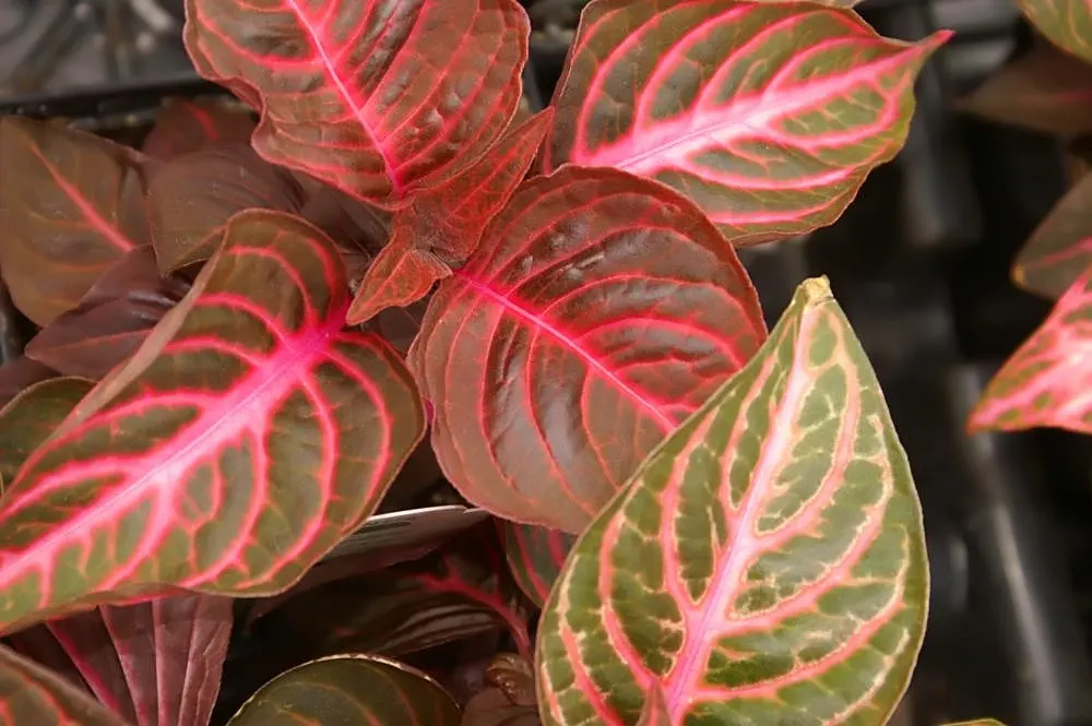 Bloodleaf (Iresine Herbstii) — Bloodleaf performs best with consistent moisture and can be used as a striking accent plant; the Bloodleaf stands, image 61