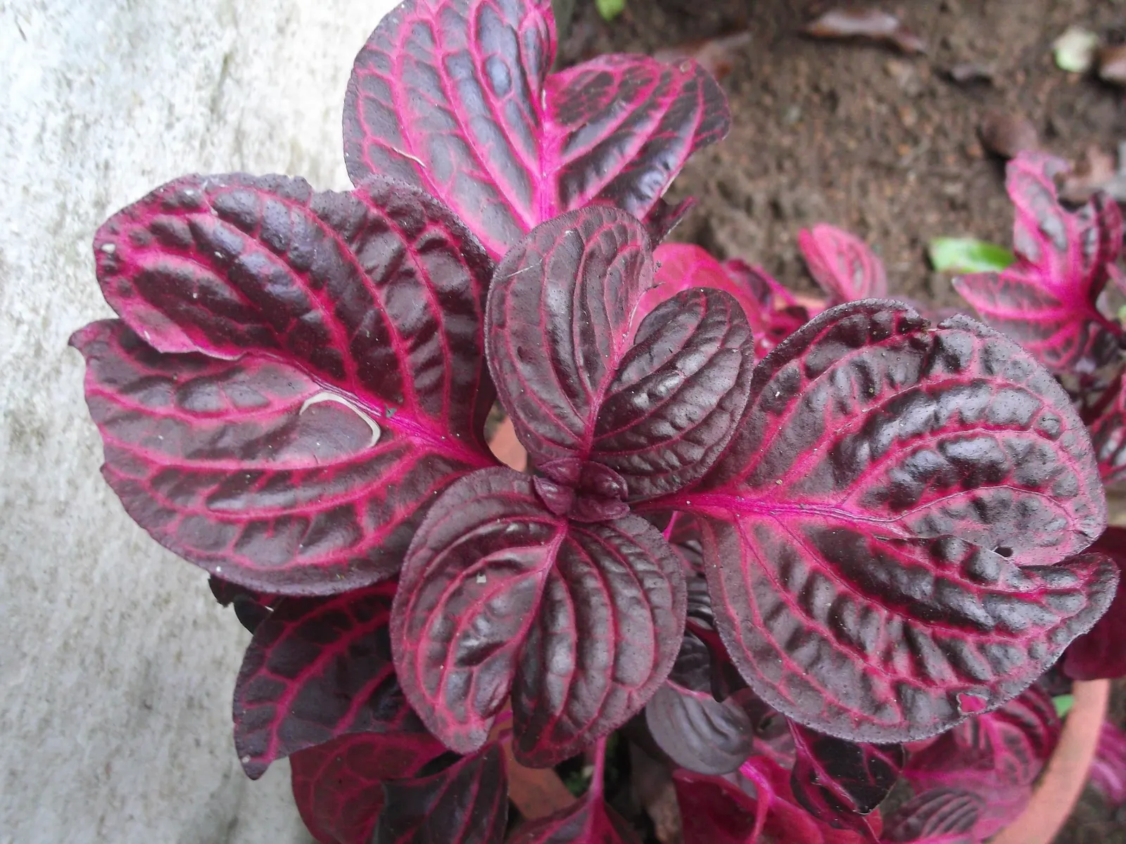 Bloodleaf (Iresine Herbstii) — Given its tropical nature