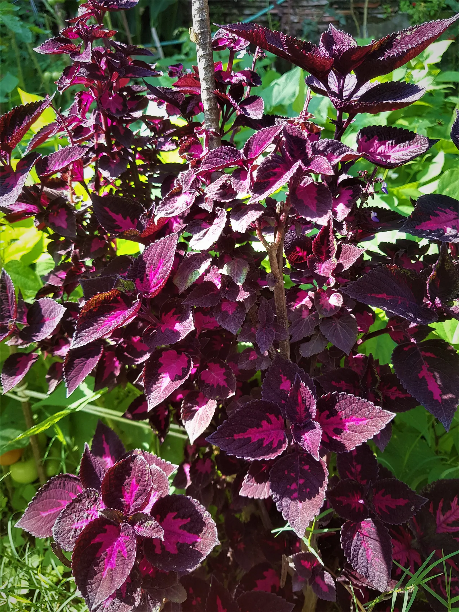 Bloodleaf (Iresine Herbstii) — Thriving in USDA zones 10-11; the Bloodleaf is celebrated for its arresting foliage, image 83