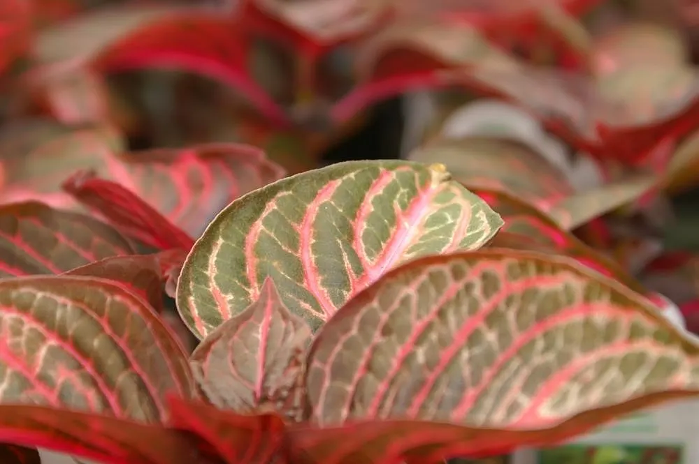 Bloodleaf (Iresine Herbstii) — Feed it every two weeks with a balanced, water-soluble fertilizer during the growing season for robust growth; a vibrant and