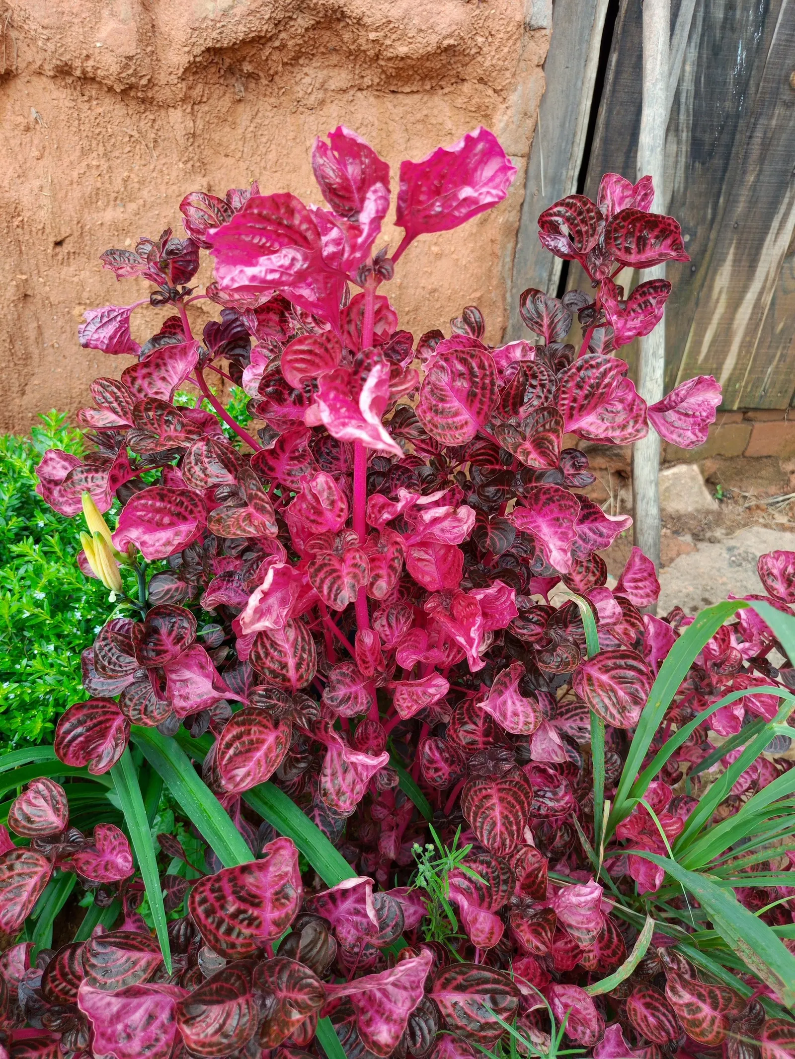 Bloodleaf (Iresine Herbstii) — Thriving in USDA zones 10-11; the Bloodleaf is celebrated for its arresting foliage, image 56