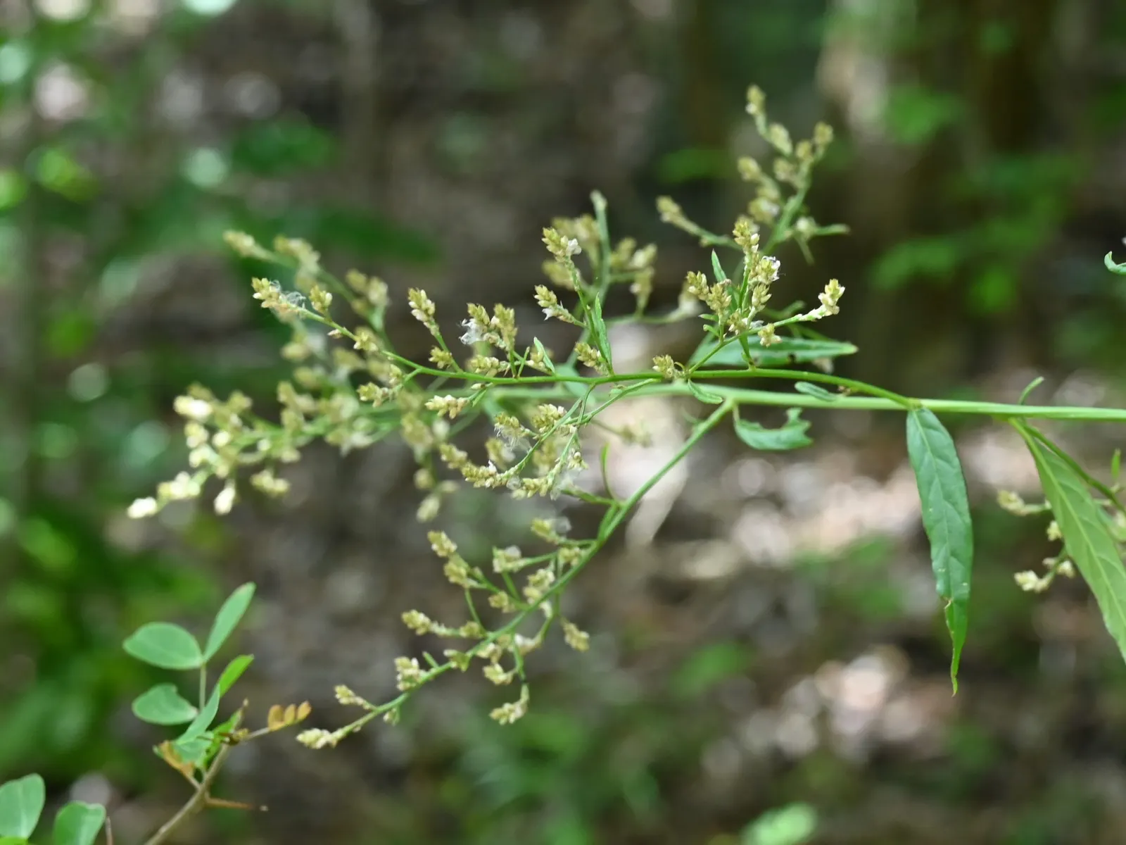 Bloodleaf (Iresine Herbstii) — to juxtapose hues and textures.<br><br>For prolonged vibrancy, image 50