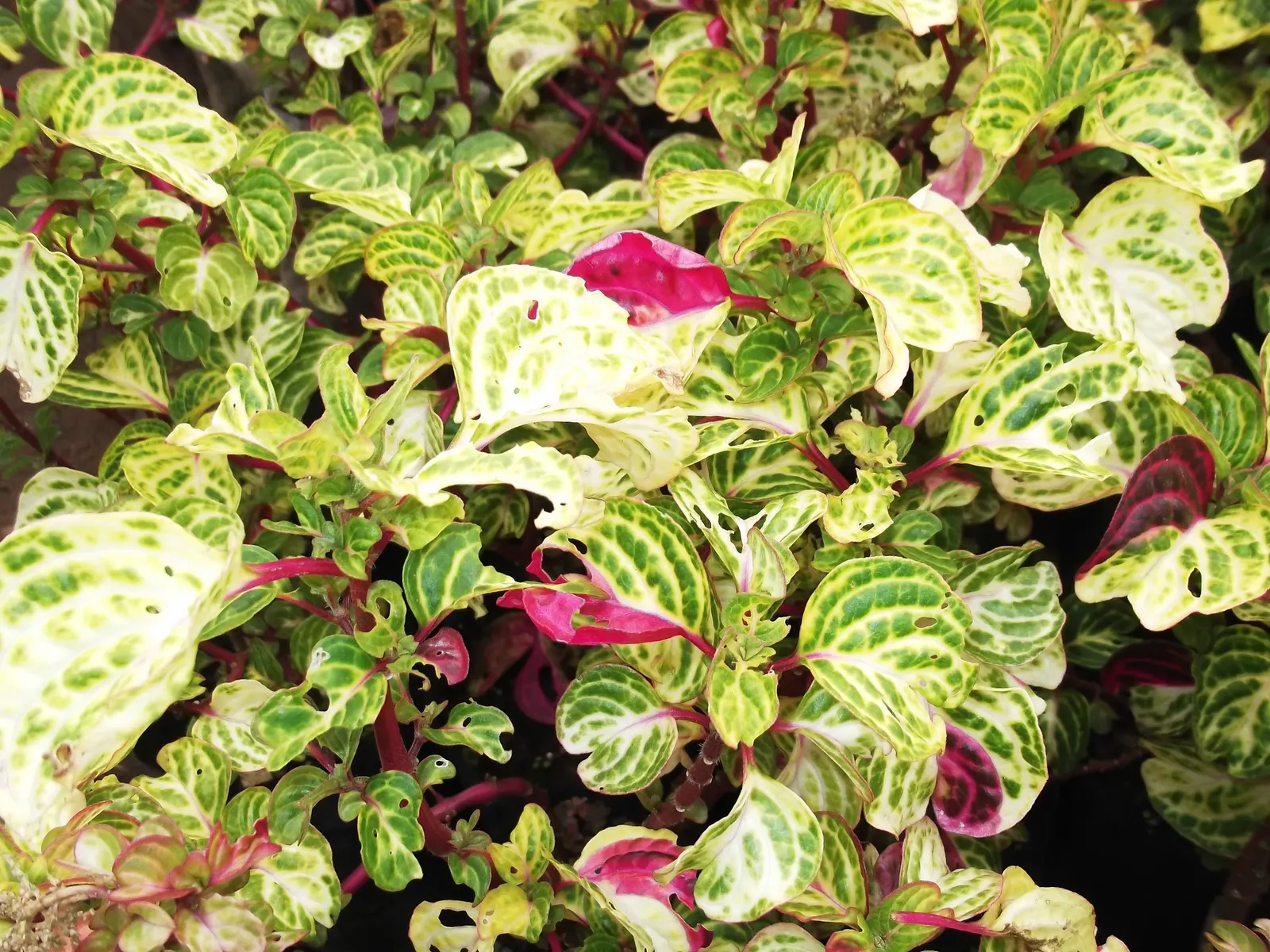 Bloodleaf (Iresine Herbstii) — shrubby form can provide a dramatic display when paired with other ornamentals that offer lighter foliage; the optimal growing