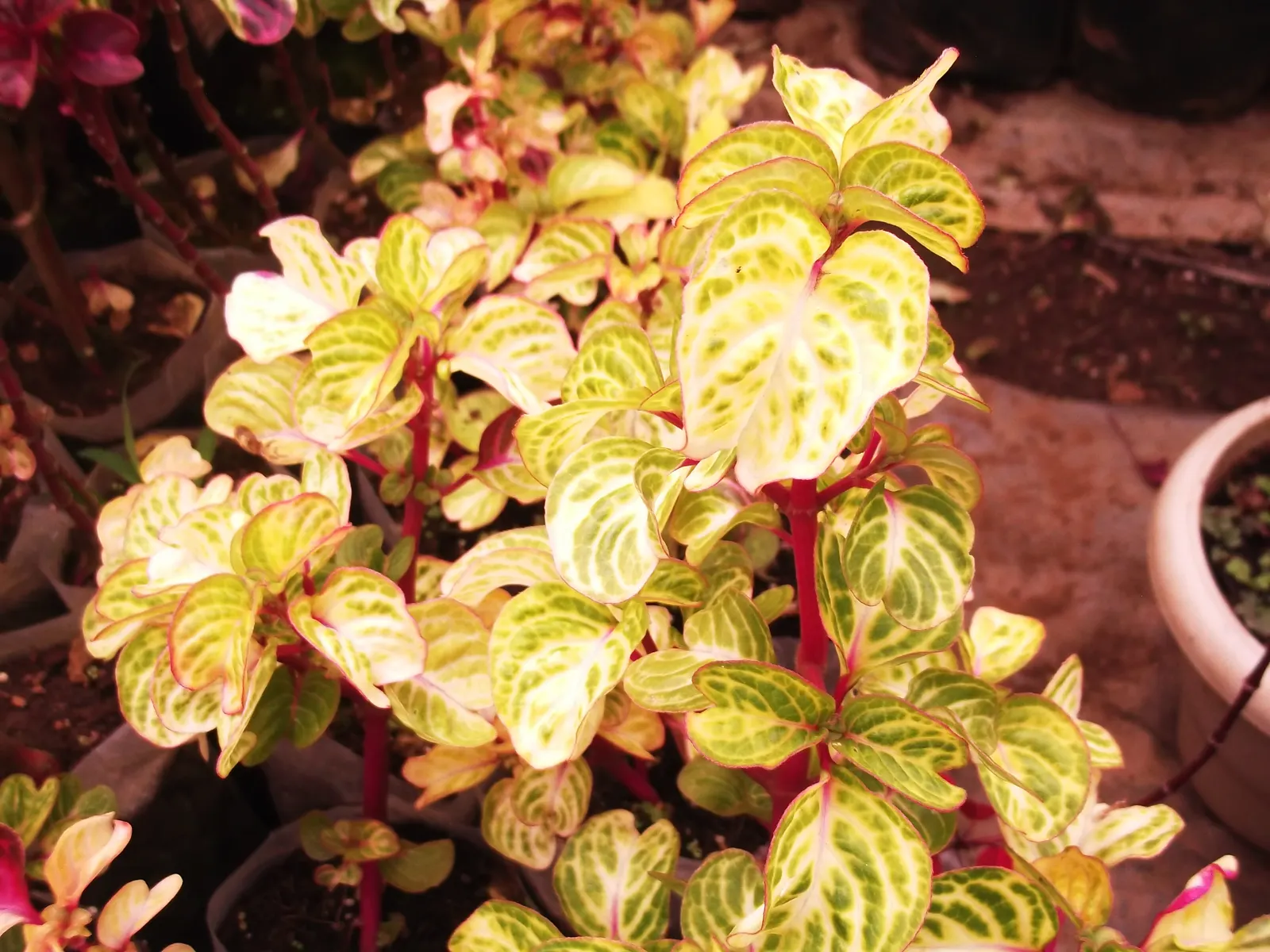 Bloodleaf (Iresine Herbstii) — a vibrant and lush herbaceous perennial sure to enrich the aesthetic vibrancy of any garden; depending on light, image 91