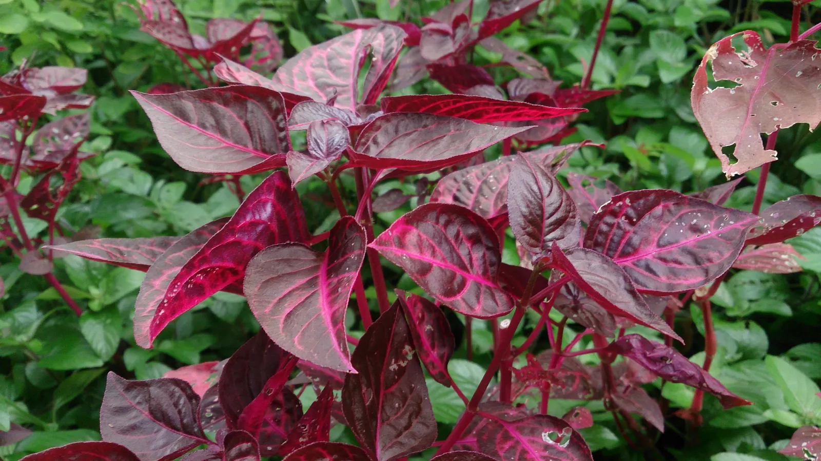 Bloodleaf (Iresine Herbstii) — shrubby form can provide a dramatic display when paired with other ornamentals that offer lighter foliage