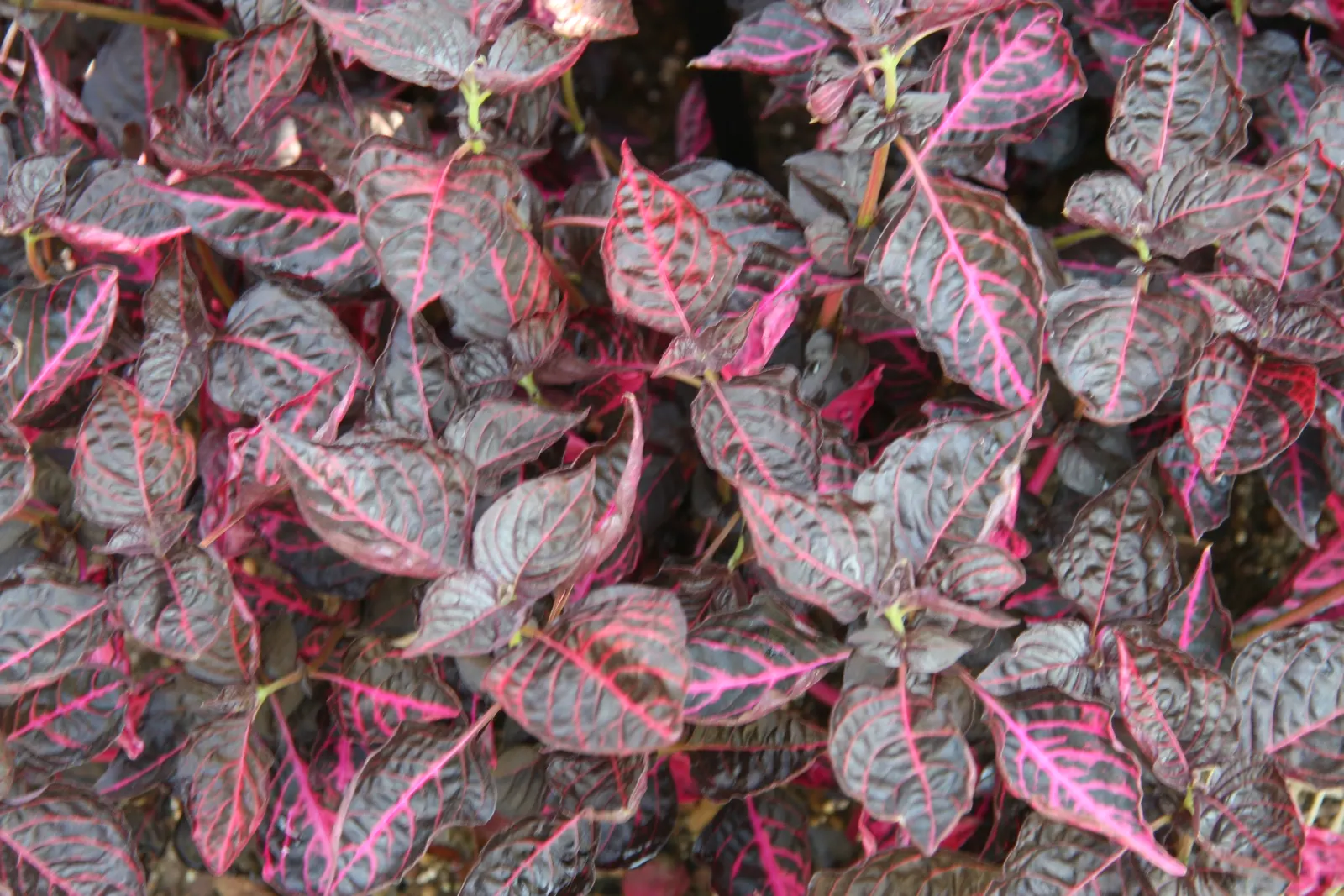 Bloodleaf (Iresine Herbstii) — the Bloodleaf is celebrated for its arresting foliage; making it an ideal selection for mid-ground textural contrast, image 65