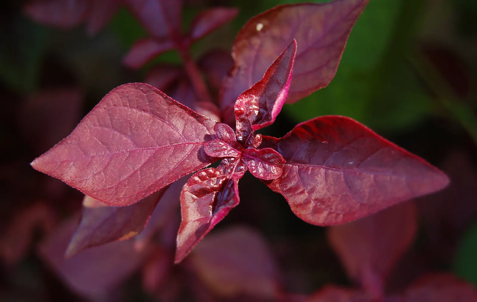 Bloodleaf (Iresine Herbstii) — it flourishes in full sun to partial shade