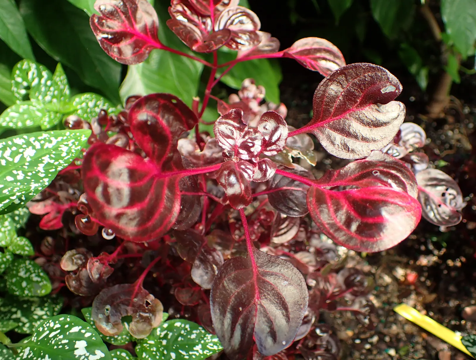 Bloodleaf (Iresine Herbstii) — perennial for full or half; regular watering to keep the soil evenly moist - without being waterlogged - is crucial