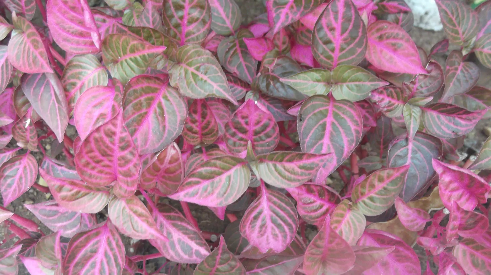 Bloodleaf (Iresine Herbstii) — to juxtapose hues and textures.<br><br>For prolonged vibrancy