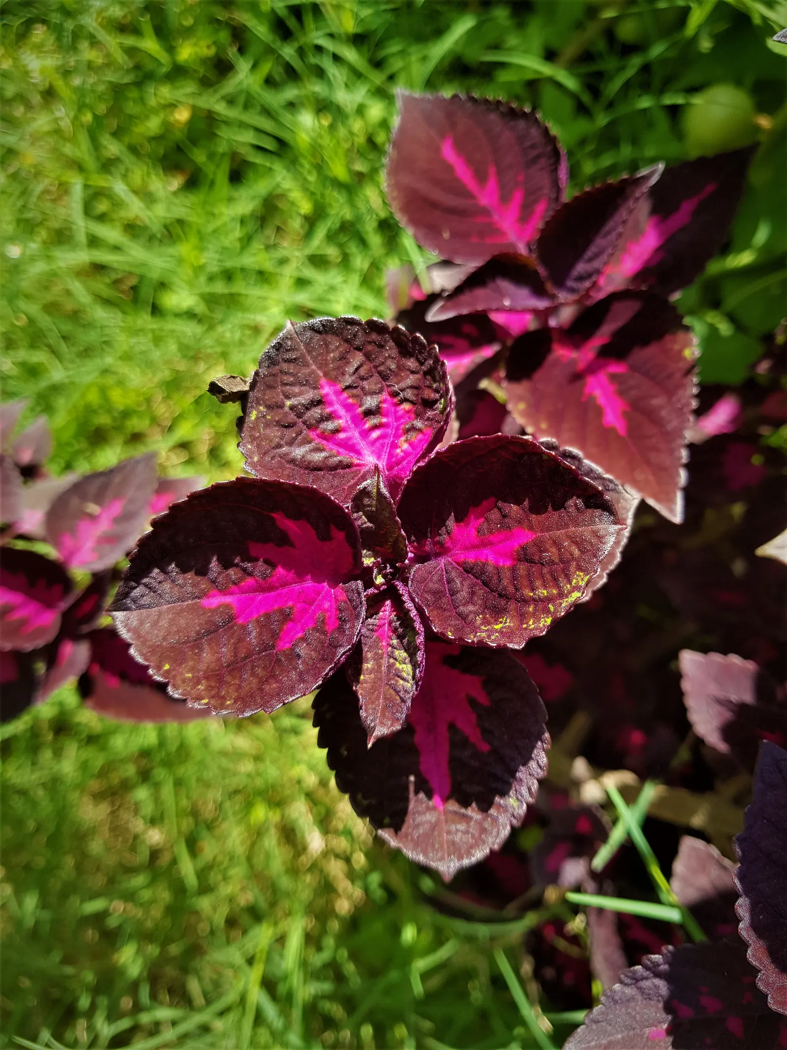 Bloodleaf (Iresine Herbstii) — the Bloodleaf is celebrated for its arresting foliage; making it an ideal selection for mid-ground textural contrast, image 92