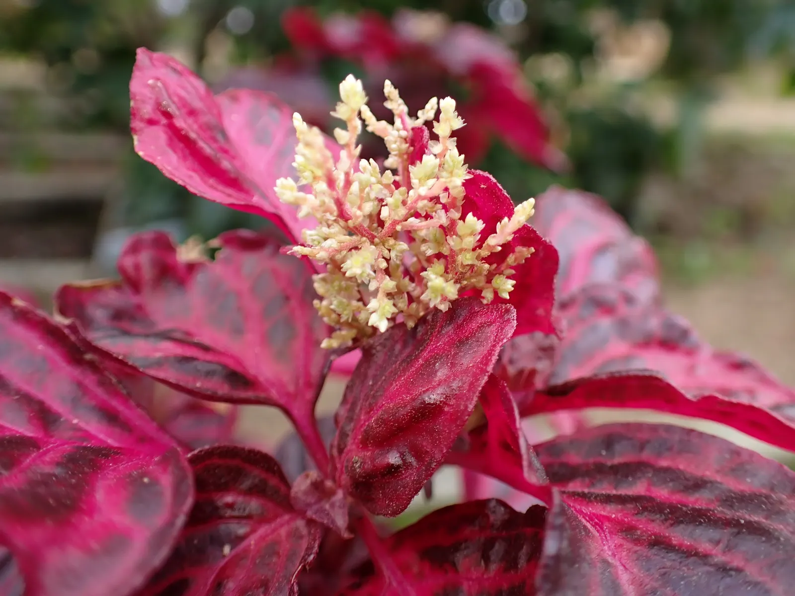 Bloodleaf (Iresine Herbstii) — <br><br>Iresine herbstii thrives in USDA hardiness zones 10-11, image 41